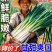 【热卖】山东大葱/铁杆大葱/一手货源/量大从优/品质保证