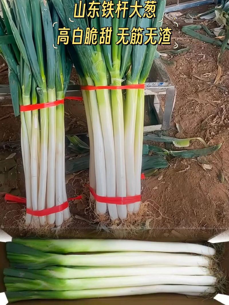【热卖】山东大葱/铁杆大葱/一手货源/量大从优/品质保证