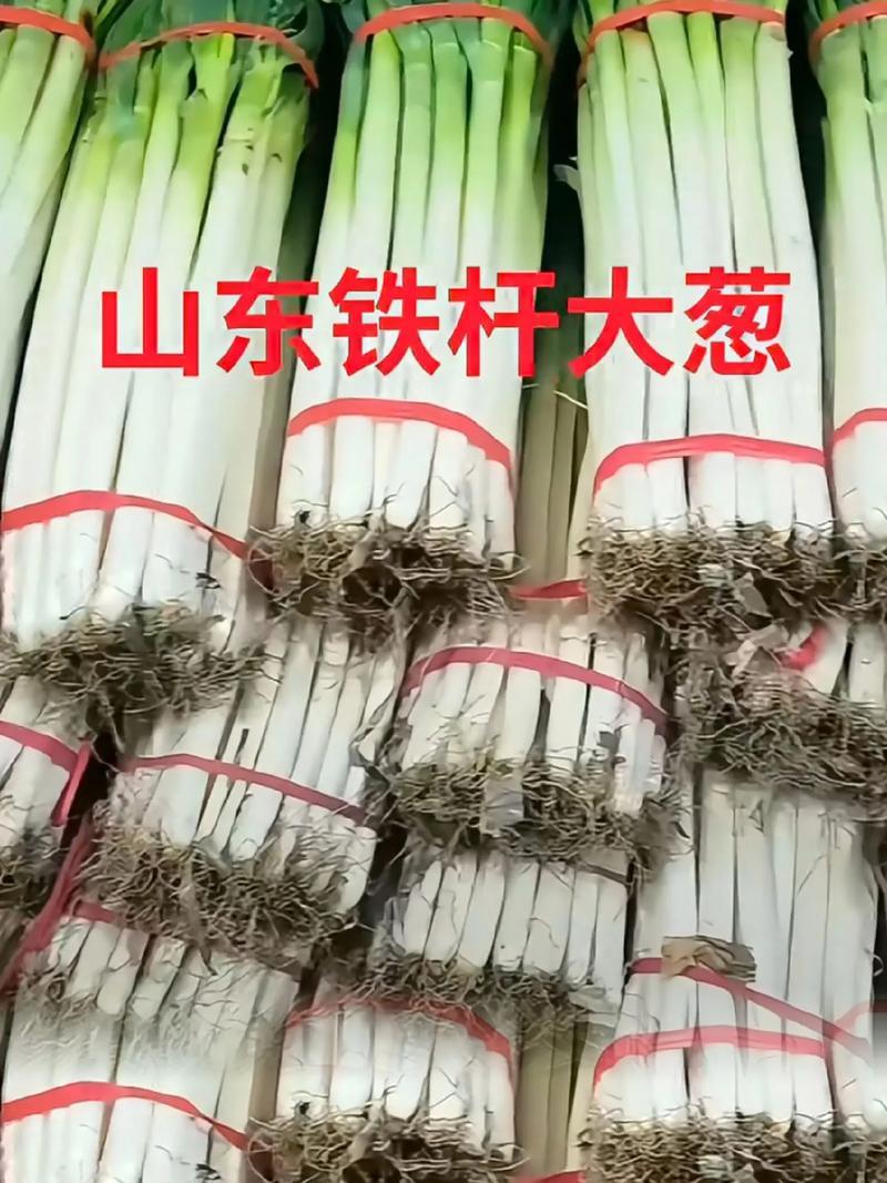 【热卖】山东大葱/铁杆大葱/一手货源/量大从优/品质保证