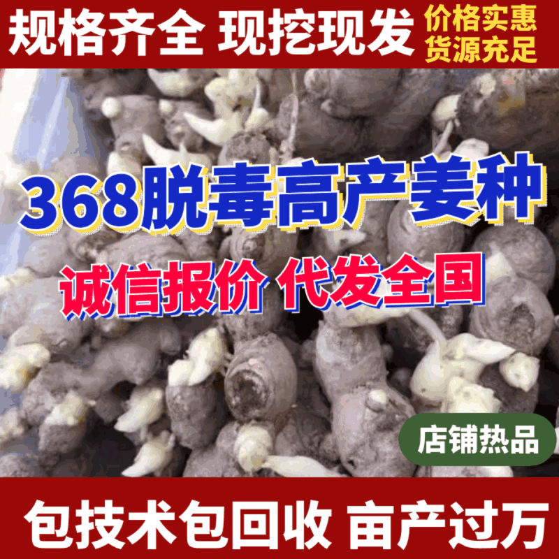 368脱毒高产姜种（包技术包回收）亩产过万，全国发货