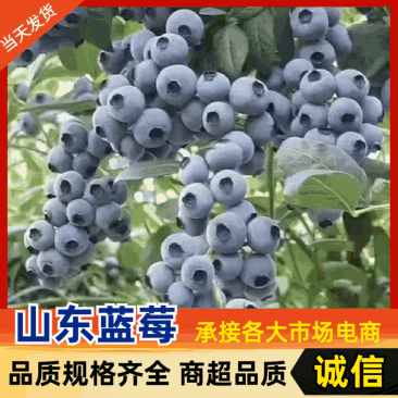 山东蓝莓大棚蓝莓/L25蓝莓/花香蓝莓/品质齐全全国发货