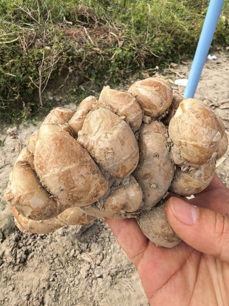 【精品沙姜】沙姜/鲜姜/大量供货/大型冷库/欢迎电话咨询