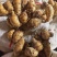 阳春沙姜【精品沙姜】/鲜姜/大型冷库/大量供货/