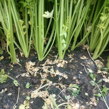 南通芹菜大量有货保质保量，童叟无欺可视频看货全国发货