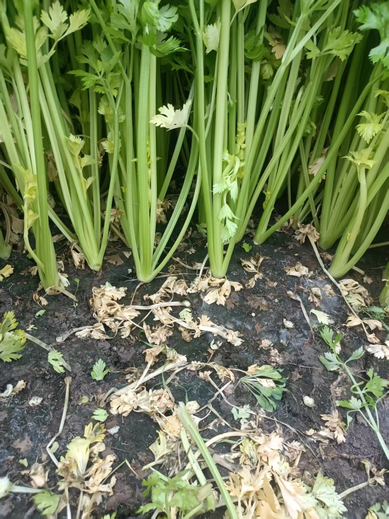 南通芹菜大量有货保质保量，童叟无欺可视频看货全国发货