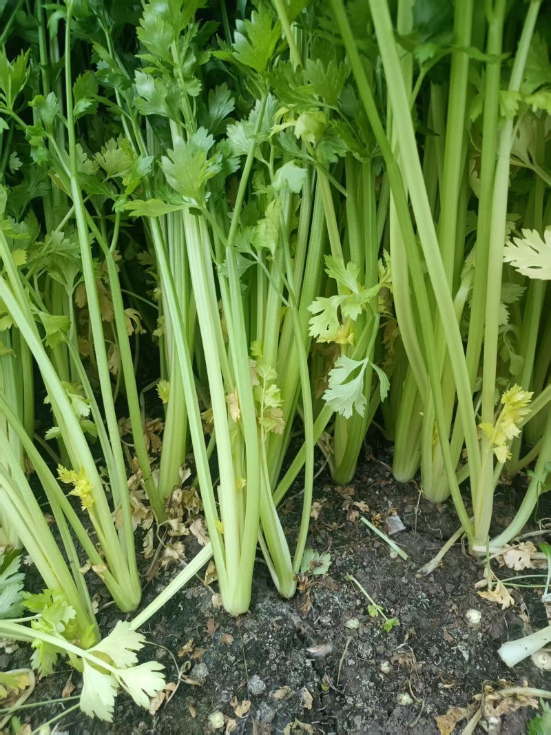 南通芹菜大量有货保质保量，童叟无欺可视频看货全国发货