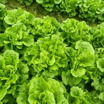 南通通州生菜基地产地直供大量有货质量保证一手货源价格合理