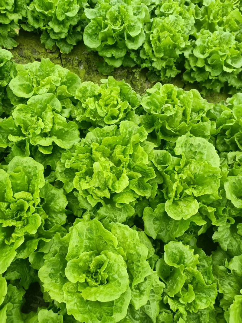 南通通州生菜基地产地直供大量有货质量保证一手货源价格合理