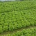 南通通州生菜基地产地直供大量有货质量保证一手货源价格合理