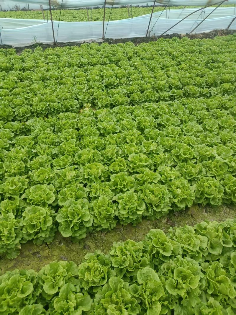 南通通州生菜基地产地直供大量有货质量保证一手货源价格合理