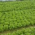 南通通州生菜基地产地直供大量有货质量保证一手货源价格合理