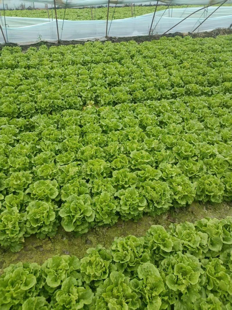 南通通州生菜基地产地直供大量有货质量保证一手货源价格合理