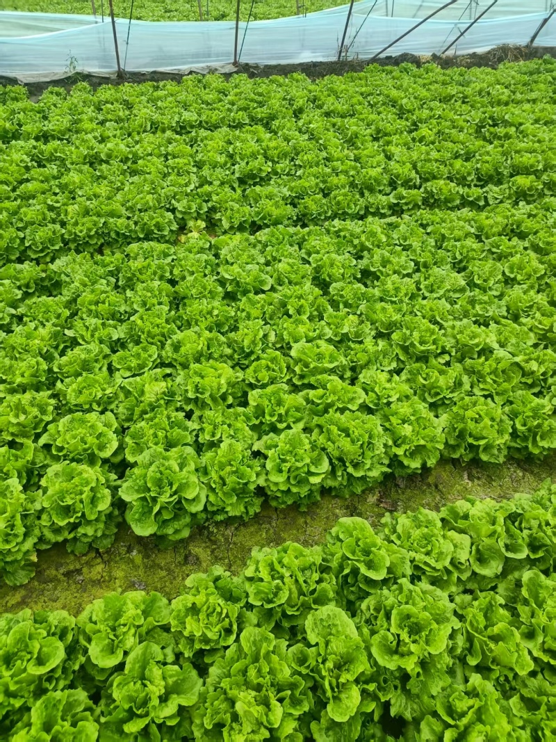 南通通州生菜基地产地直供大量有货质量保证一手货源价格合理