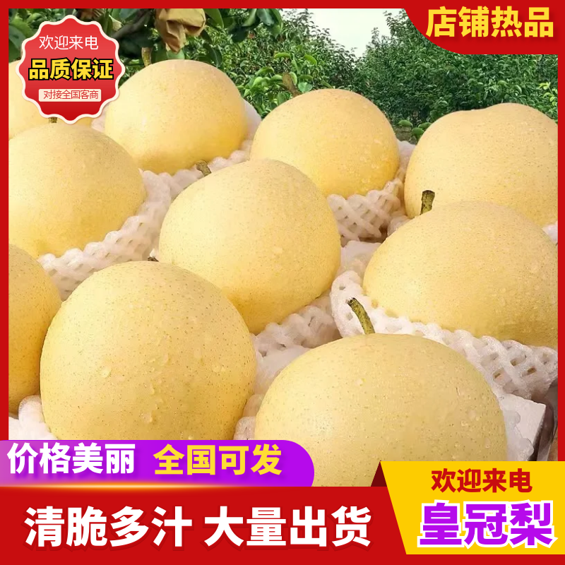 精品皇冠梨/产地直发/价格优惠/实力商家/欢迎合作