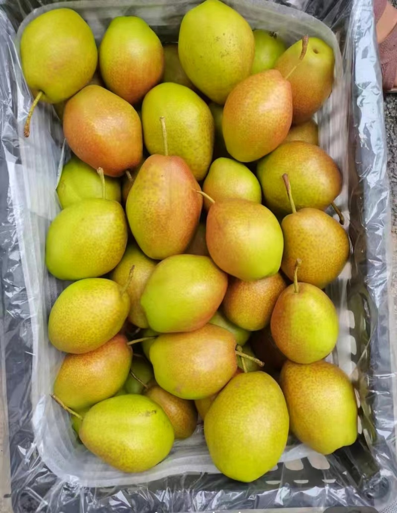 红香酥梨/品质保证/价格优惠/产地直发/电话联系