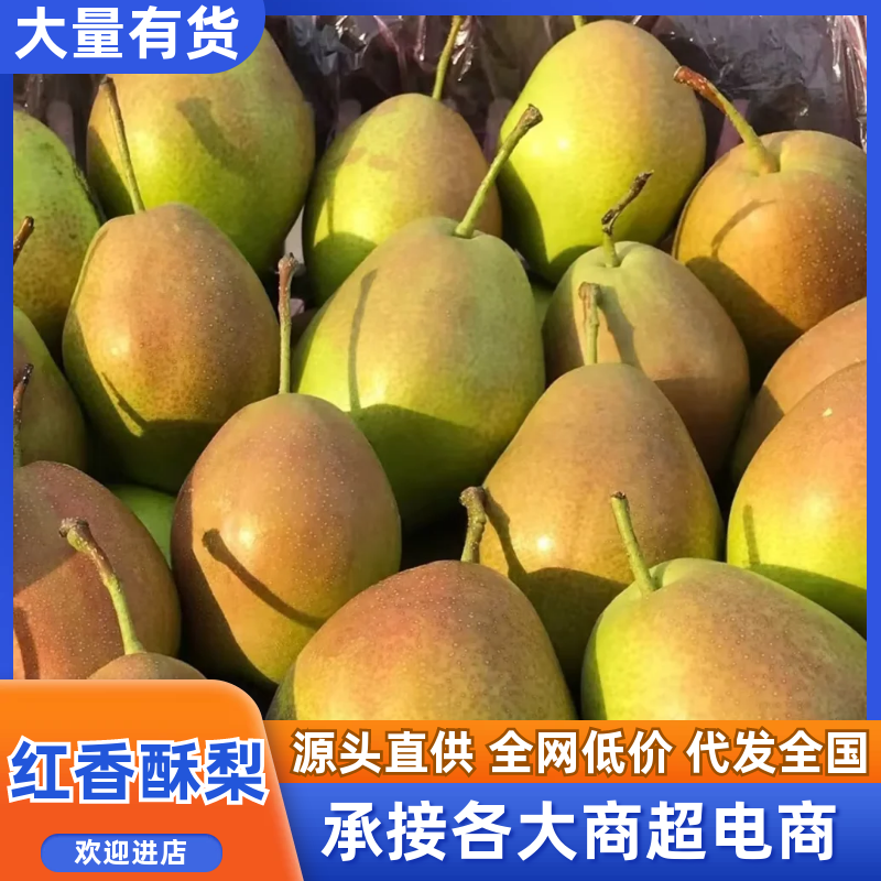 红香酥梨/品质保证/价格优惠/产地直发/电话联系