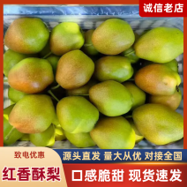 精品红香酥梨/产地直发/价格优惠/实力商家/欢迎合作