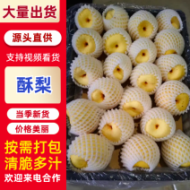 精品酥梨/品质保证/价格优惠/实力商家/欢迎合作