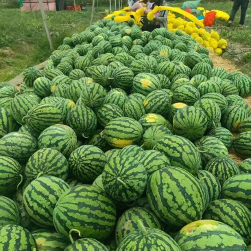 特小凤西瓜海南发货水分充足供货量大价格合理进店咨询