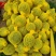 优选特小凤西瓜水分充足进店咨询全国发货价格透明