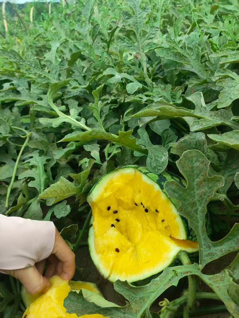 优选特小凤西瓜水分充足进店咨询全国发货价格透明