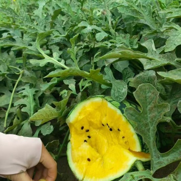 精品特小凤西瓜皮薄好吃水分充足甜度适中全国发货