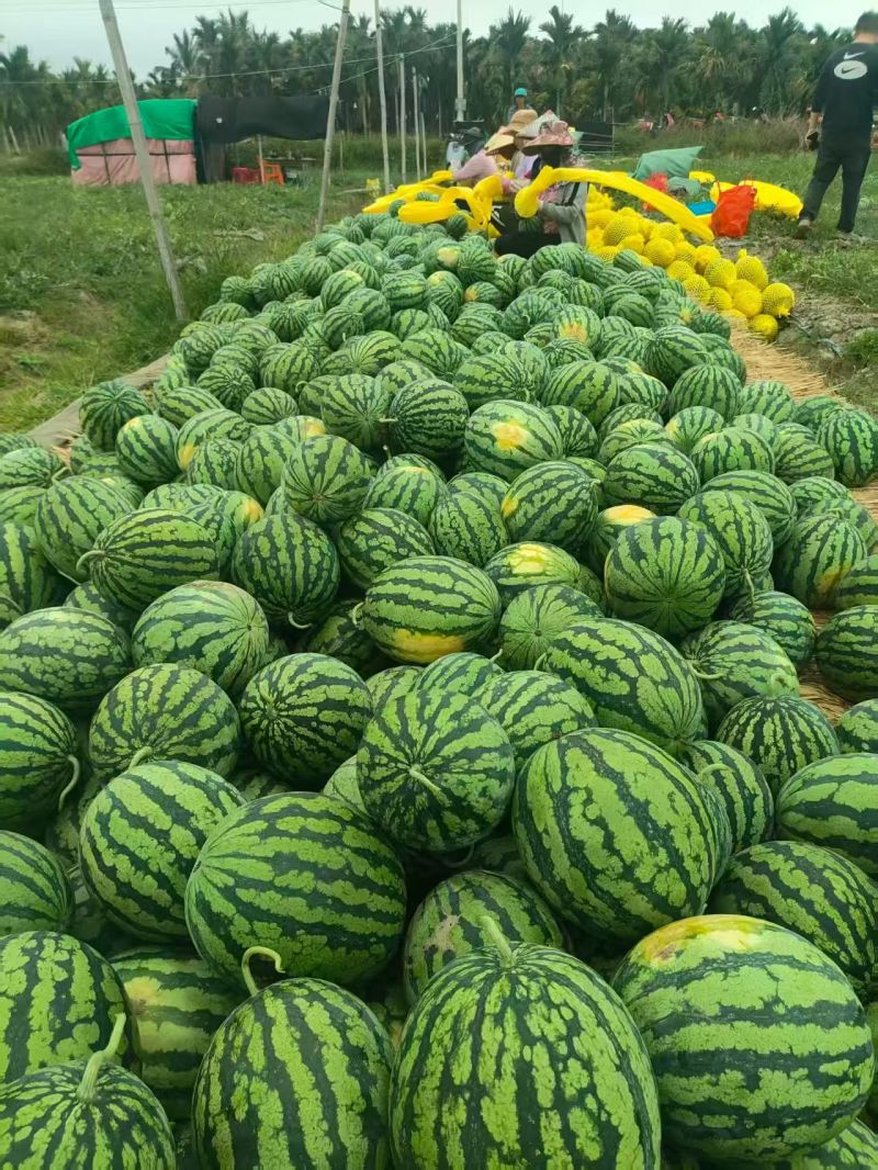 精品特小凤西瓜皮薄好吃水分充足甜度适中全国发货