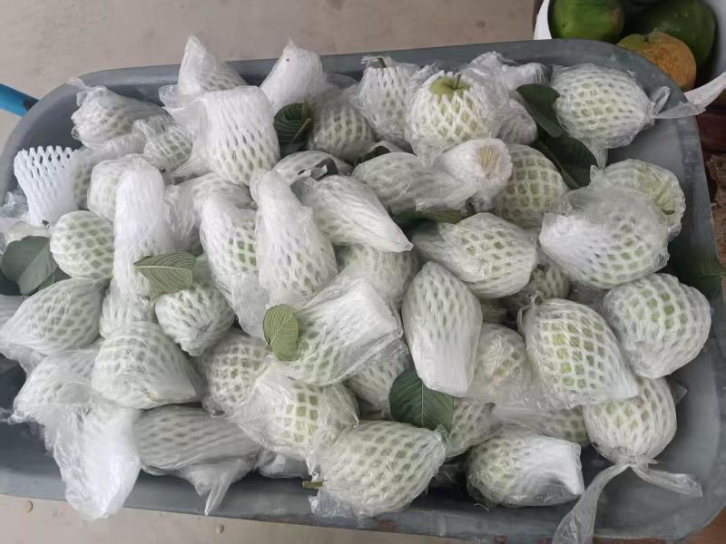 红宝石番石榴芭乐产地直发量大从优可视频看货对接全国