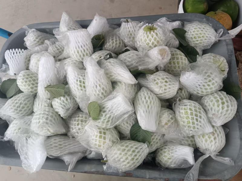 红宝石番石榴芭乐产地直发量大从优可视频看货对接全国