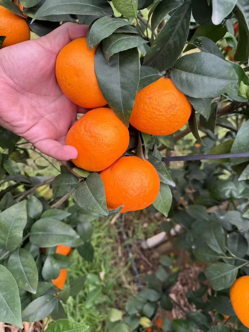 广西沃柑产地直发对接批发商保质量大欢迎电联采购