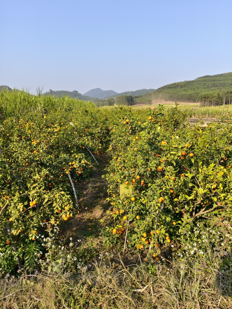 广西沃柑产地直发对接批发商保质量大欢迎电联采购