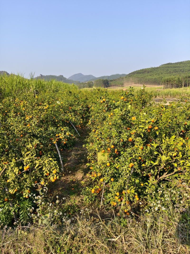 广西沃柑产地直发对接批发商保质量大欢迎电联采购