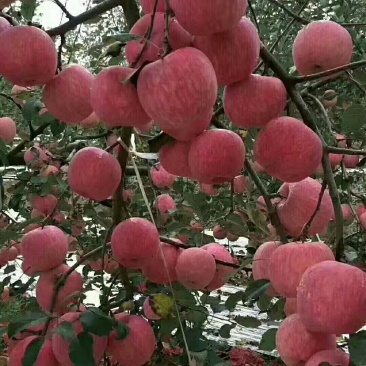 红富士苹果新鲜苹果专业对接各大市场商超电商平台一件代发