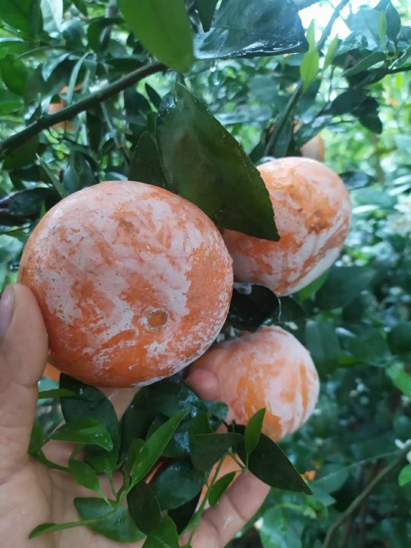 广西茂谷柑，一件代发，对接电商供应链，直播平台等