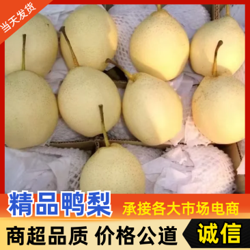 精品鸭梨大量出货/品质保证/实力商家/价格优惠/电话联系