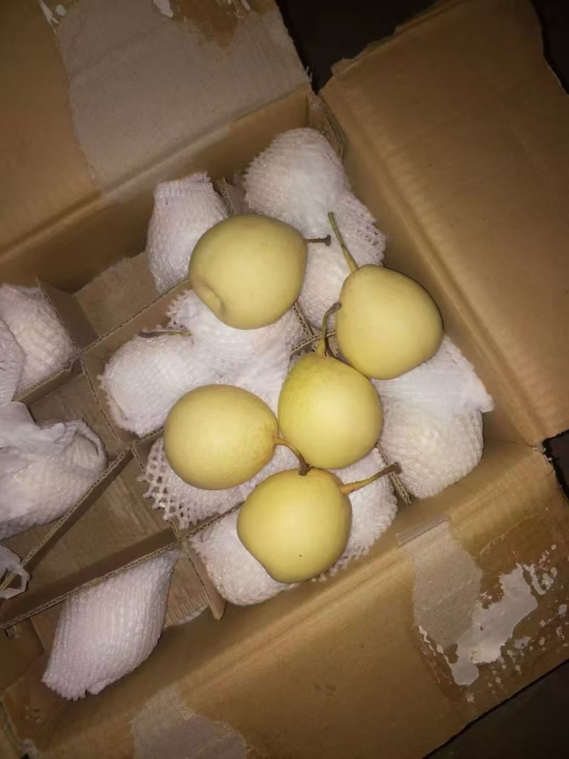 精品鸭梨大量出货/品质保证/实力商家/价格优惠/电话联系