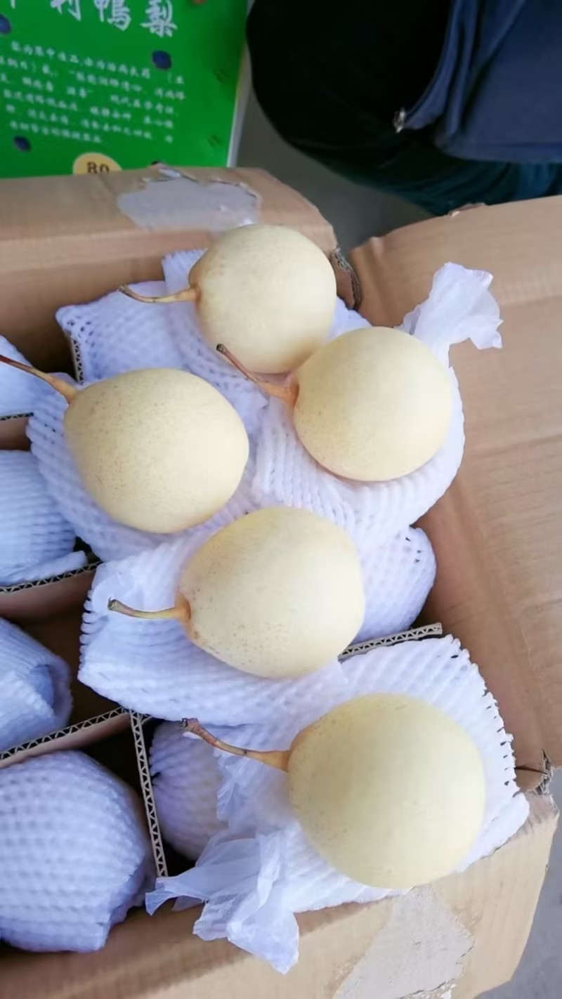 精品鸭梨大量出货/品质保证/实力商家/价格优惠/电话联系