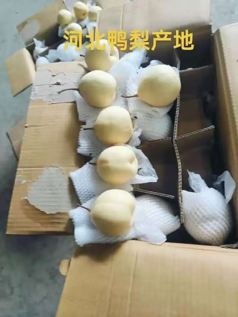 精品鸭梨大量出货/品质保证/实力商家/价格优惠/电话联系