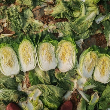 广西黄心大白菜/品质保证/价格优惠/产地直发/欢迎联系