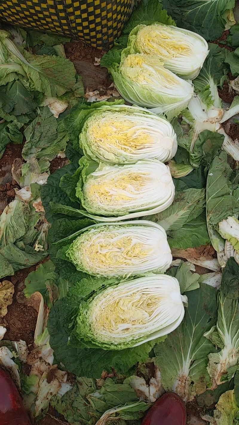 广西黄心大白菜/品质保证/价格优惠/产地直发/欢迎联系