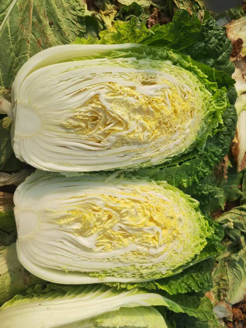 广西黄心大白菜/品质保证/价格优惠/产地直发/欢迎联系