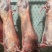 羊酮体羊肉厂家直发保质保量对接全国进店咨询