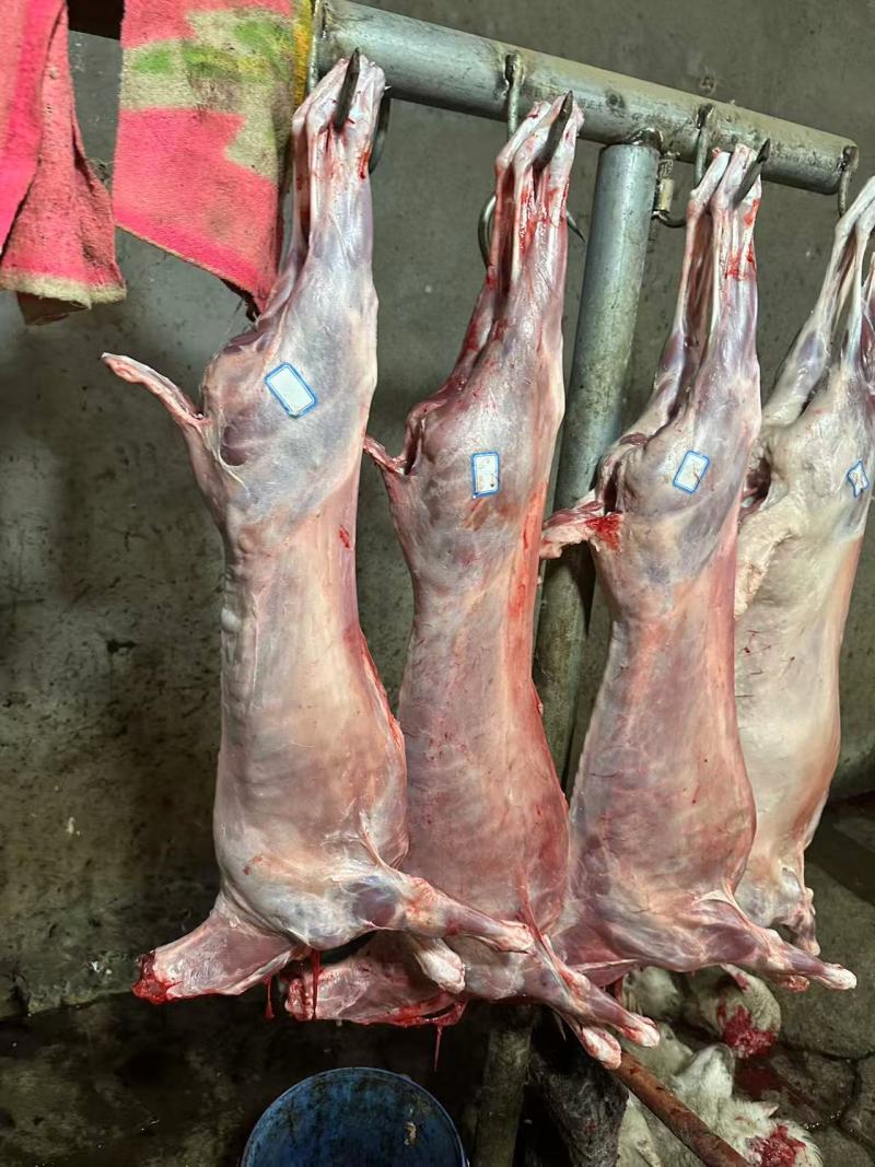 羊酮体羊肉厂家直发保质保量对接全国进店咨询