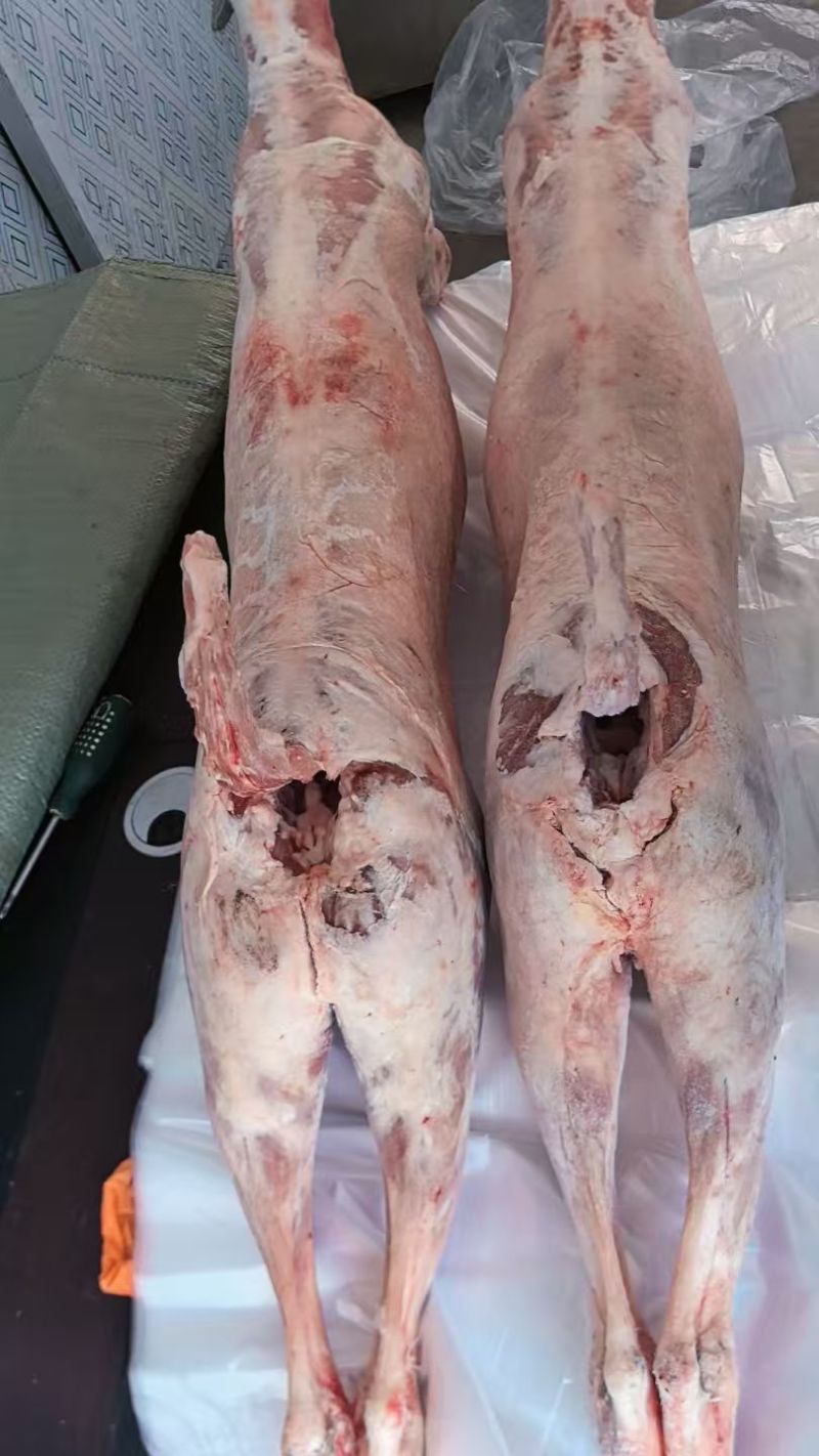 羊酮体羊肉厂家直发保质保量对接全国进店咨询