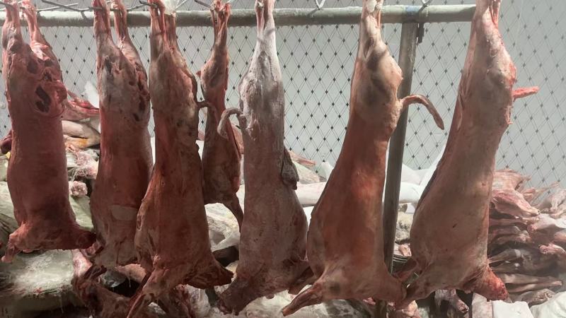羊酮体羊肉厂家直发保质保量对接全国进店咨询