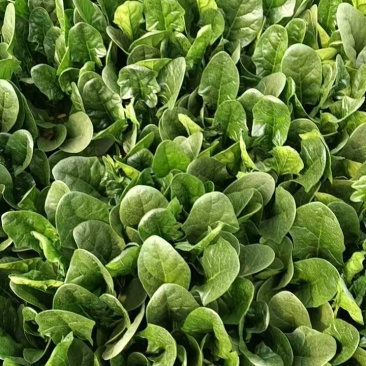江苏精品菠菜/量大价优/可视频看货/欢迎咨询