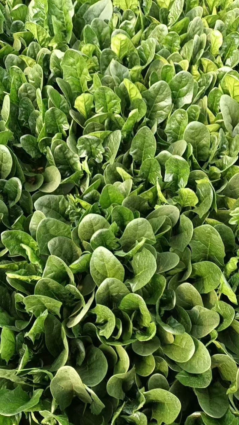 江苏精品菠菜/量大价优/可视频看货/欢迎咨询