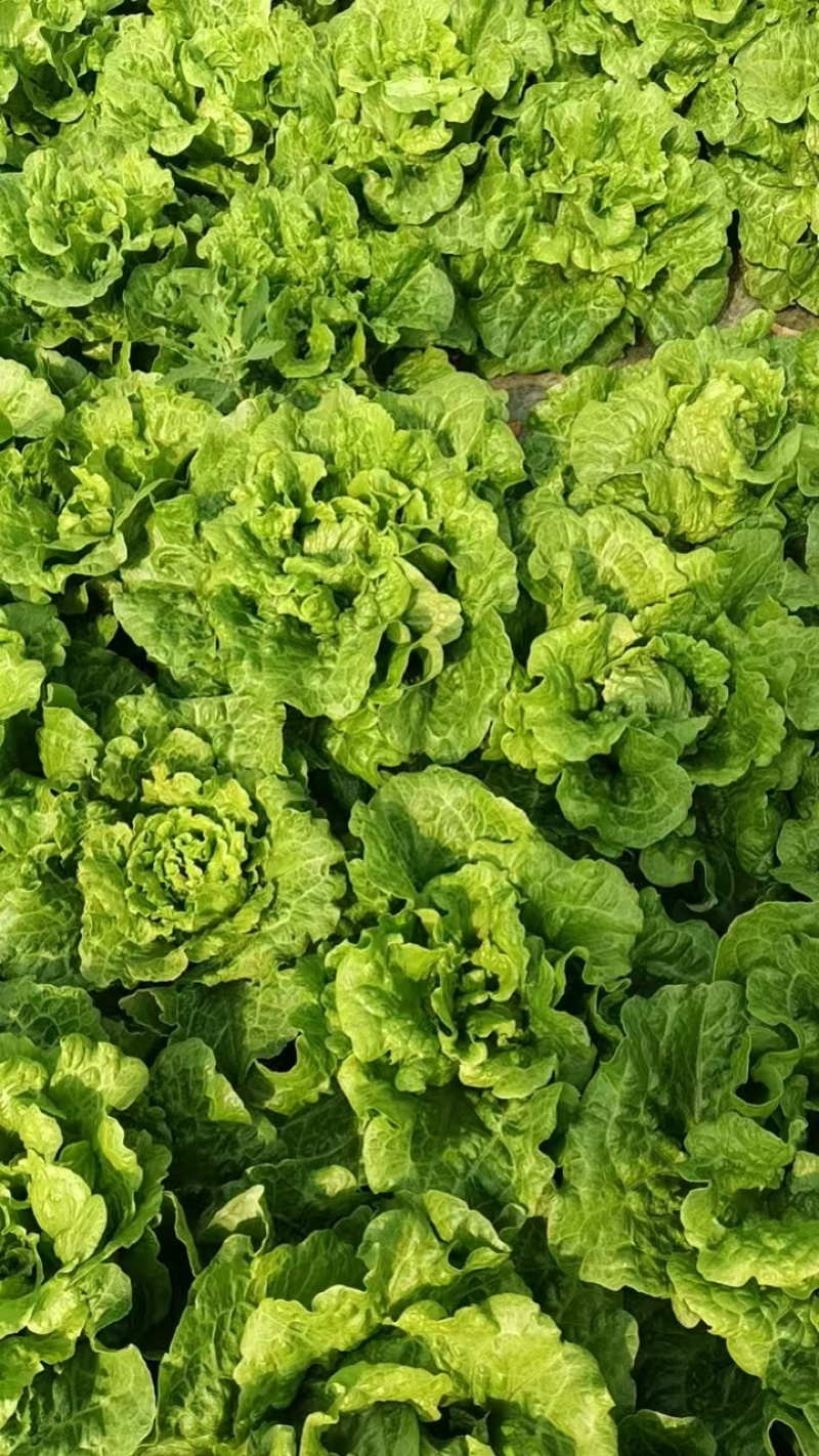 张家港市生菜基地/产地直发/量大从优/一手货源/价格美丽