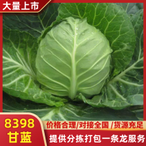 【精选】甘蓝山东8398甘蓝产地一手货源现货大量供应