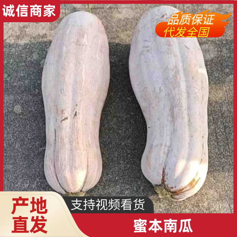海南南瓜精品密本南瓜基地一手货源可视频看货